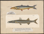 European barracuda (Sphyraena sphyraena)