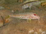 red mullet (Mullus barbatus)