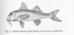 red mullet (Mullus barbatus)