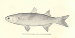 flathead grey mullet (Mugil cephalus)