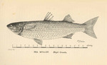 flathead grey mullet (Mugil cephalus)