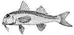 red mullet (Mullus barbatus)