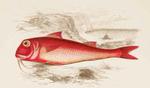 red mullet (Mullus barbatus)