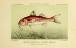 red mullet (Mullus barbatus)