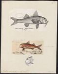 red mullet (Mullus barbatus)