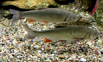 European chub (Squalius cephalus)