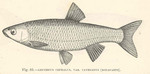 European chub (Squalius cephalus)