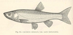 European chub (Squalius cephalus)