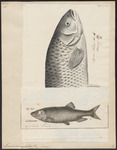 European chub (Squalius cephalus)