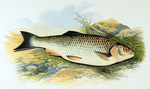 European chub (Squalius cephalus)