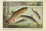 European chub (Squalius cephalus)