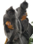 silvery lutung (Trachypithecus cristatus)