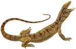 desert monitor (Varanus griseus)