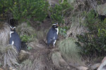 Fiordland crested penguin, tawaki (Eudyptes pachyrhynchus)