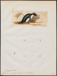 Fiordland crested penguin, tawaki (Eudyptes pachyrhynchus)
