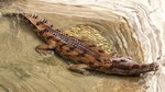 false gharial (Tomistoma schlegelii)