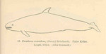 false killer whale (Pseudorca crassidens)