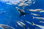 great white shark (Carcharodon carcharias)