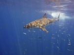 great white shark (Carcharodon carcharias)