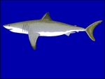 great white shark (Carcharodon carcharias)