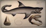 great white shark (Carcharodon carcharias)