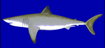 great white shark (Carcharodon carcharias)