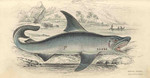 great white shark (Carcharodon carcharias)