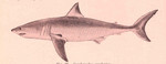 great white shark (Carcharodon carcharias)