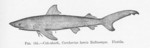 great white shark (Carcharodon carcharias)