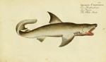 great white shark (Carcharodon carcharias)