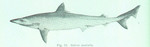 school shark, tope shark (Galeorhinus galeus)