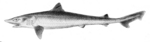 school shark, tope shark (Galeorhinus galeus)