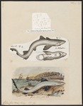 school shark, tope shark (Galeorhinus galeus)