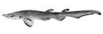 mouse catshark (Galeus murinus)