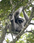 silvery gibbon (Hylobates moloch)