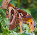 Atlas moth (Attacus atlas)