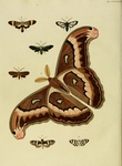 ...Atlas moth (Attacus atlas), Ordishia rutilus, Cosmosoma pheres, Antichloris eriphia, Pelochyta a