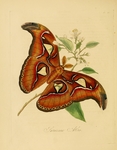 Atlas moth (Attacus atlas)