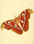 Atlas moth (Attacus atlas)