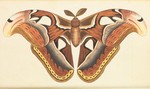 Atlas moth (Attacus atlas)