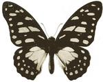 veined swordtail (Graphium leonidas)