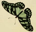 veined swordtail (Graphium leonidas)