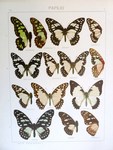 ...white-lady swordtail (Graphium morania), Angola white lady (Graphium angolanus), Graphium endoch...