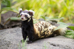 marbled polecat (Vormela peregusna)