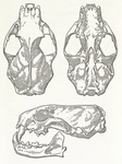 marbled polecat (Vormela peregusna)