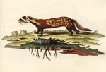 marbled polecat (Vormela peregusna)