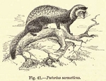 marbled polecat (Vormela peregusna)