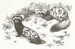 marbled polecat (Vormela peregusna)