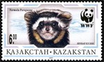 marbled polecat (Vormela peregusna)