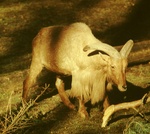 Barbary sheep, aoudad (Ammotragus lervia)